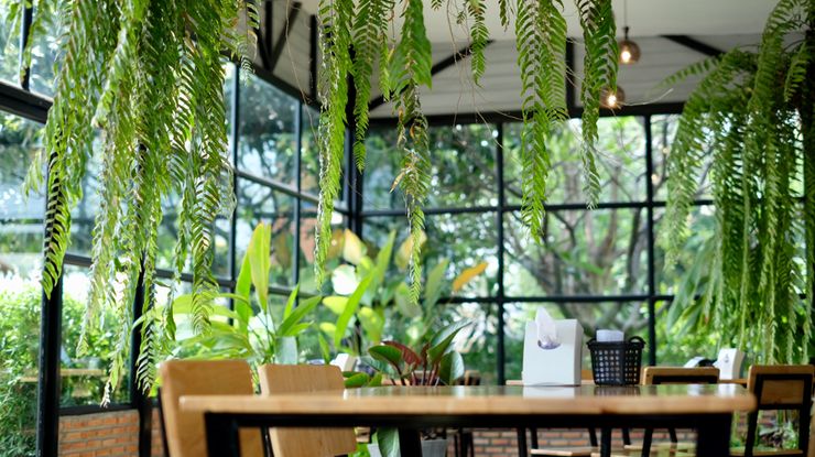 7 Cafe Susana Asri di Yogyakarta, Ngopi di Antara Pohon