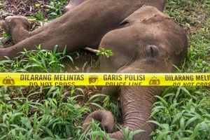 Konflik Manusia dan Gajah di Aceh: Warga Tewas Terinjak, Gajah Mati Tersengat Listrik