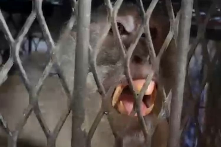 Monyet Buat Kekacauan di Inhil Riau, Total 18 Warga Jadi Korban