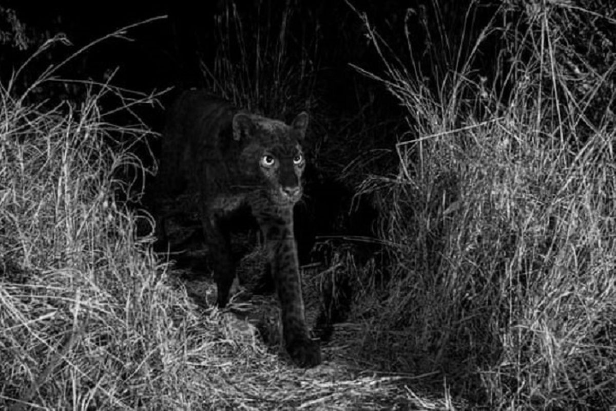 Pertama dalam 100 tahun, Penampakan macan tutul hitam tertangkap kamera