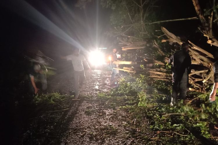 Sebuah pohon tumbang akibat cuaca ekstrem di jalan trans Papua barat di daerah Manokwari selatan