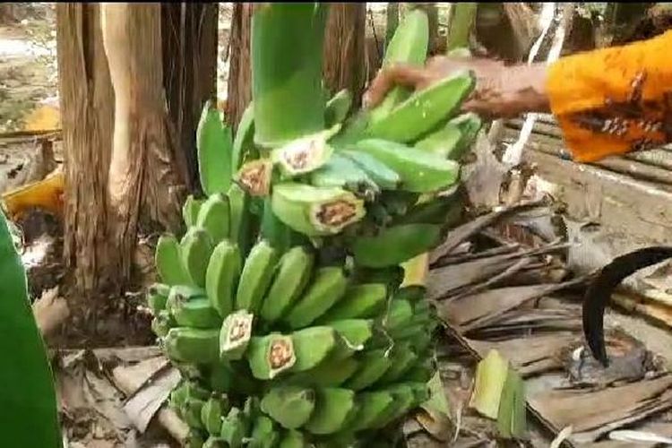 Kebun pisang milik warga di Desa Jaddung, Kecamatan Pragaan, Kabupaten Sumenep, Jawa Timur, terjangkit virus misterius, Selasa (30/5/2023). 