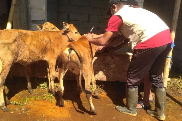 Petugas DKPP Sumenep saat melakukan pengecekan kesehatan hewan ternak di Sumenep, Kamis (2/6/2022).