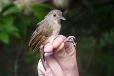 Burung di Sulawesi Jadi Bukti Evolusi di Era Modern Masih Terjadi
