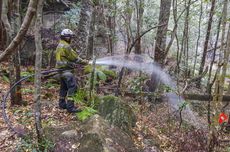 Australia Selamatkan "Pohon Dinosaurus" dari Kebakaran Hutan dalam Misi Rahasia