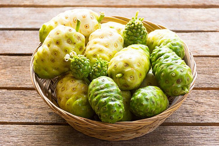 Ilustrasi buah mengkudu yang sudah dipanen