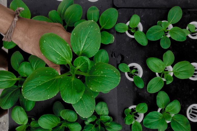 Ilustrasi menanam sayuran hidroponik sistem wick. 