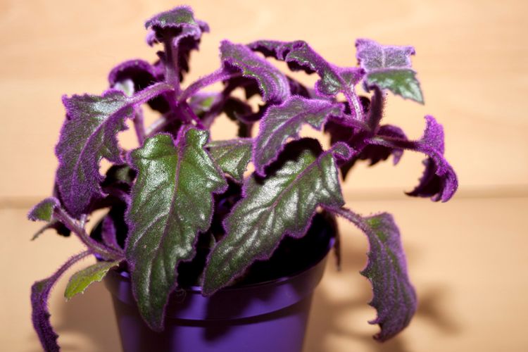 Ilustrasi tanaman hias Purple Passion. 