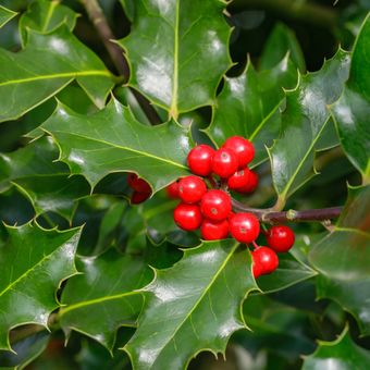 Ilustrasi tanaman Holly yang merupakan salah satu tanaman khas Natal. 