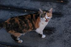 Kucing Mengeong Tanpa Suara, Apa Sebabnya?