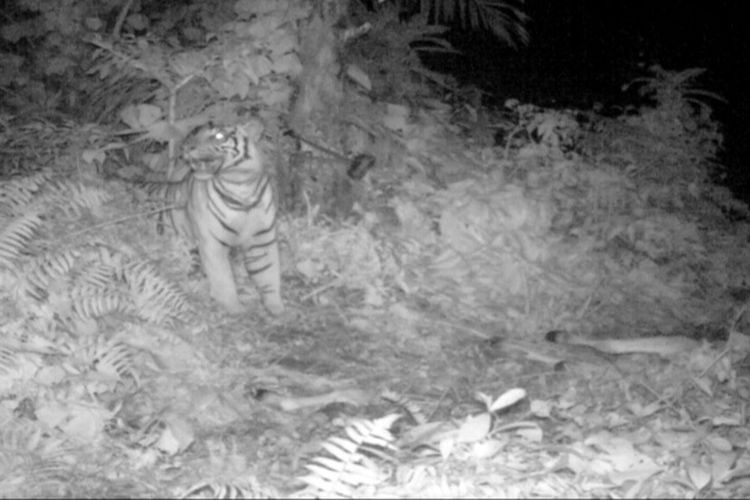 Tangkapan layar video kemunculan harimau sumatera di blok hutan Sei Kelam, Resort Bahorok memangsa cadaver atau bangkai sisa lembu pada 19 Desember 2020. Di tempat tersebut seekor lembu warga di desa tersebut dimangsa harimau.