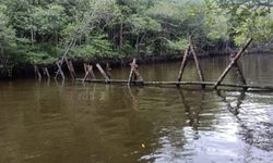 Pengamat: Pengawasan Hutan Lemah karena Anggaran Pengelolaan Terlalu Kecil