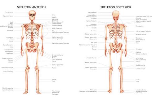 Berapa Jumlah Tulang yang Ada di Tubuh Manusia? Berikut Penjelasannya