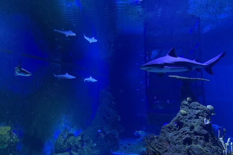 Hiu dan satwa air laut lainnya di Marine Safari Bali.