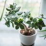Simak, Ini Cara Merepotting Tanaman Giok