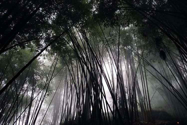 Hutan bambu di Dusun ToKumila, Toraja Utara