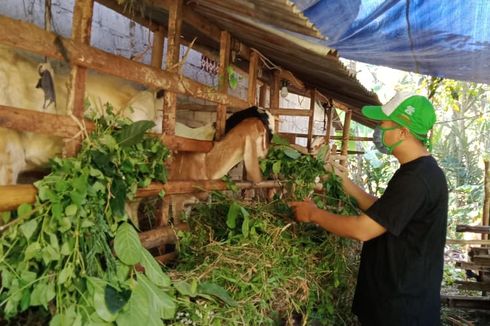 Cegah Covid-19, Pemkot Salatiga Data Penjual Hewan Kurban dari Luar Kota