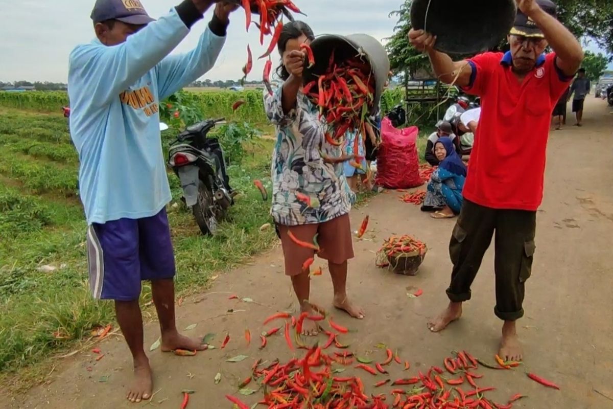 Sejumlah petani cabai di Desa Bayalangu Kidul, Kecamatan Gegesik Kabupaten Cirebon Jawa Barat meluapkan emosi dengan membuang cabai di jalanan, pada Jumat (30/12/2022). Cabai mereka banyak yang busuk karena cuaca buruk dan hama. Kekecewaan petani juga karena harga jual cabai merah besar sat ini anjlok Rp10.000 perkilogram