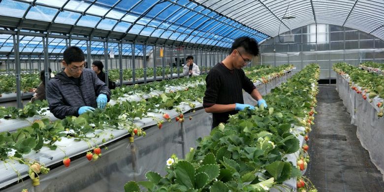 Pegawai kebun stroberi Himeji Heartful Tourist Farm di Kota Himeji, Prefektur Hyogo, Jepang, sedang merawat tanaman stroberi, Senin (5/3/2018).