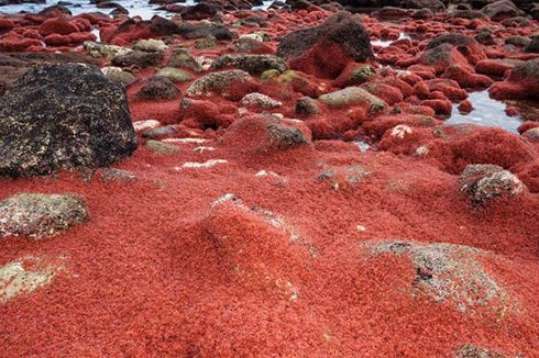 Migrasi Kepiting di Pulau Christmas, Buat Jalanan Seperti Red Carpet