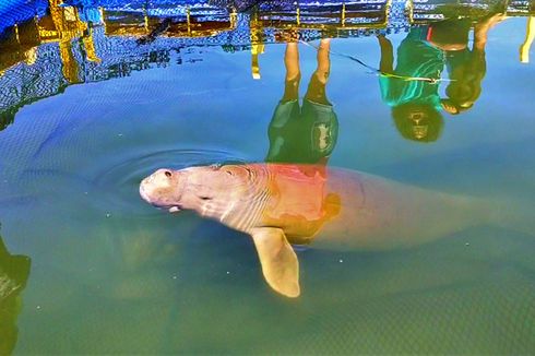 Seekor Dugong Diselamatkan Setelah Terjerat Pukat Nelayan di Ketapang