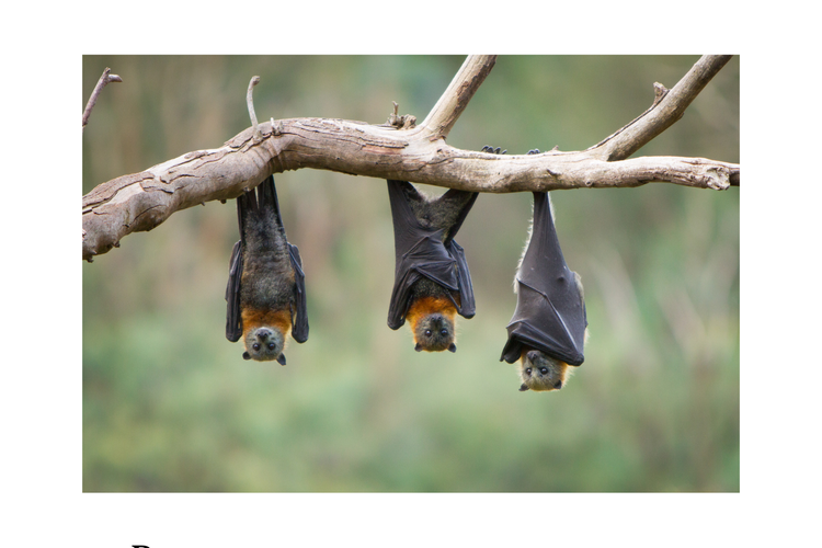 ilustrasi ilmuwan meneliti empat spesies kelelawar yang berumur panjang dan tidak terkena kanker.