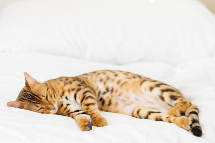 Kucing yang tidur miring adalah kucing yang merasa nyaman dengan lingkungan di sekitarnya.