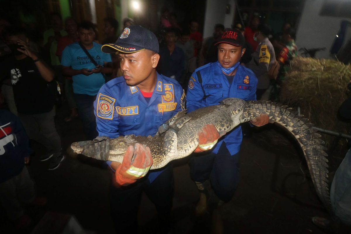 Petugas pemadam kebakaran membawa buaya muara (Crocodylus porosus) hasil tangkapan warga dari Sungai Janti untuk diserahkan kepada Balai Konservasi Sumber Daya Alam (BKSDA) di Desa Janti, Kediri, Jawa Timur, Rabu (23/3/2022). Buaya muara sepanjang 180 centimeter tersebut ditangkap warga dari sungai yang bukan habitan asli buaya untuk kemudian diserahkan kepada Balai Konservasi Sumber Daya Alam (BKSDA).