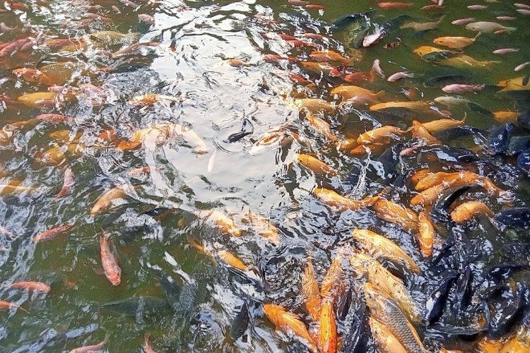 Kolam Ikan Jepang ala Pamulang Tangerang Selatan 