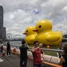 2 Bebek Raksasa Mengapung di Perairan Hong Kong, Ada Apa?