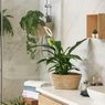 6 Jenis Tanaman yang Dapat Diletakkan di Kamar Mandi Sesuai Cahaya