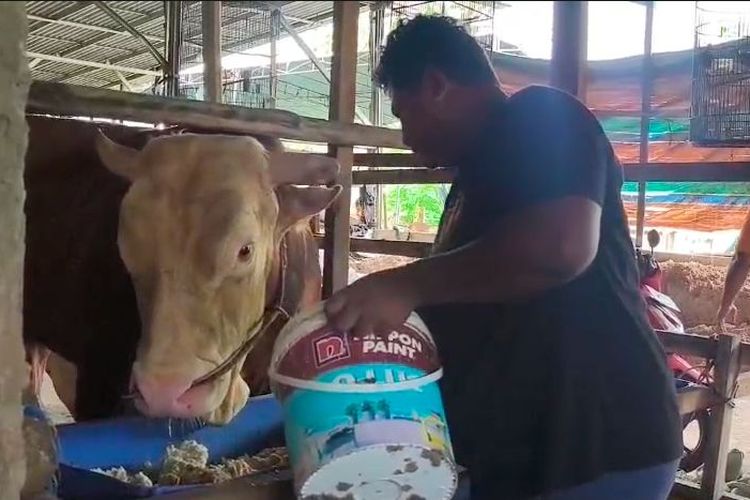 Mengenal Arjuna, Sapi Simental 1,18 Ton Milik Presiden Prabowo untuk Kurban di Palembang