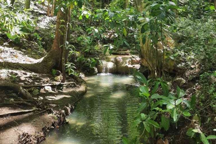 Sungai kecil dari arah Maelang yang dikeliling pepohonan endemik