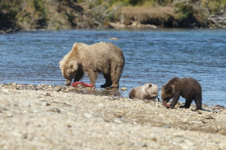 Ilustrasi seekor beruang dan dua anaknya.