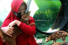 5 Pesona Kucing Kampung yang Bikin Manusia Tertarik Memelihara