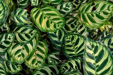 6 Penyebab Daun Calathea Menguning dan Cara Mengatasinya