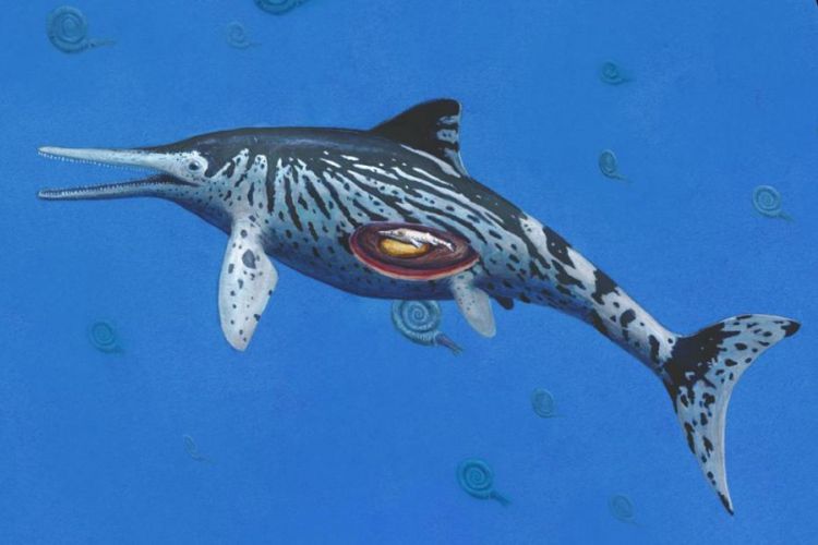 Ilustrasi Ichthyosaurus somersetensis dengan embrionya