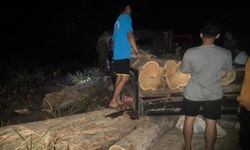 Kemenhut Tangkap Aktor Kunci Komplotan Pembalakan Liar TN Baluran