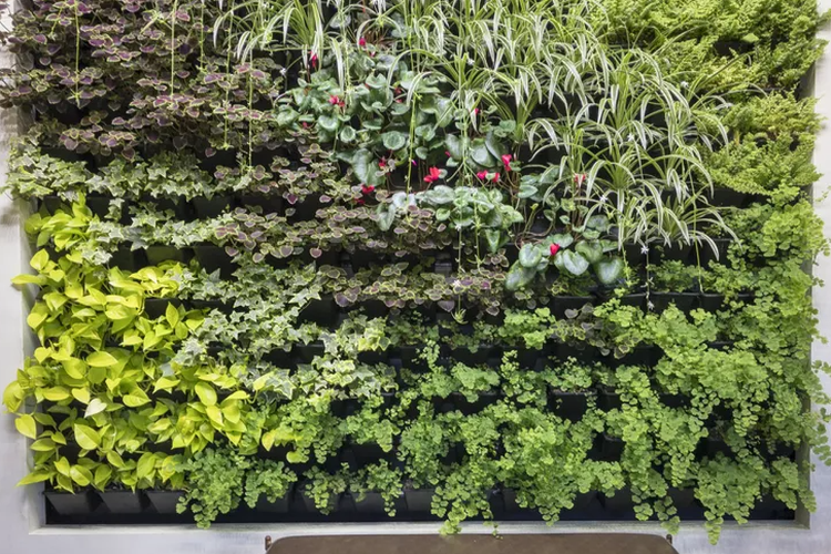 Instalasi living wall yang dibuat untuk menghiasi bagian interior rumah