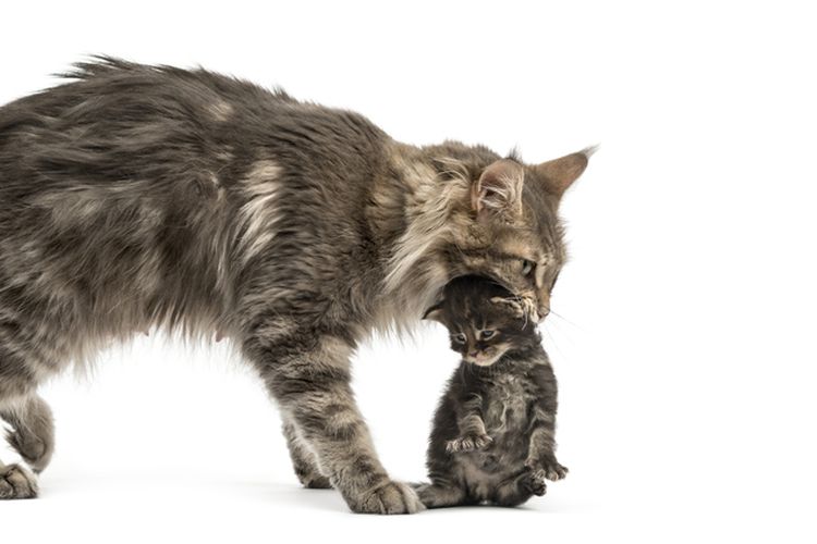 Ilustrasi induk kucing dan anaknya.