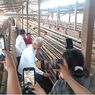 Pungut Telur di Kandang Peternak Magetan, Ganjar Nostalgia Masa Lalu