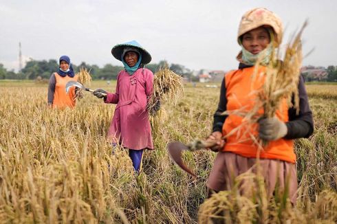 Cerita Petani di Kabupaten Bandung, dari Lahan Menyempit hingga Langkanya Pupuk