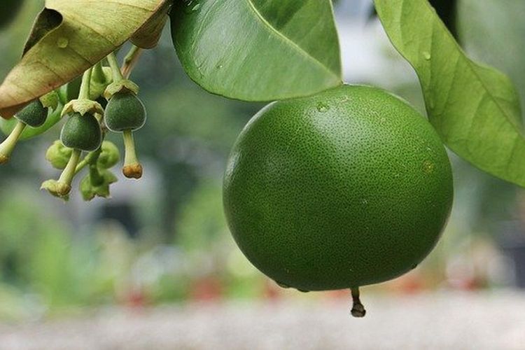 7 Varietas Jeruk Besar Unggulan yang Ada di indonesia