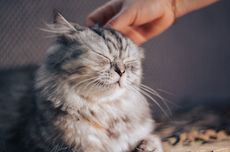 3 Tips Merawat Kucing Berbulu Panjang Agar Tak Mudah Rontok