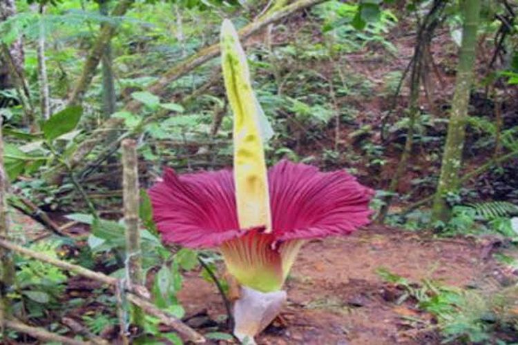 Bunga Bangkai Kecil