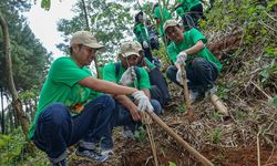 Lakukan Pengijauan, Nestlé Tanam 1.000 Pohon di Jawa Tengah