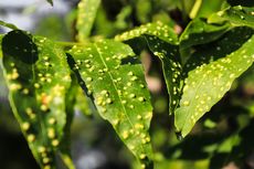 Kenapa Ada Bintil-bintil pada Daun Tanaman? Ini Penyebabnya