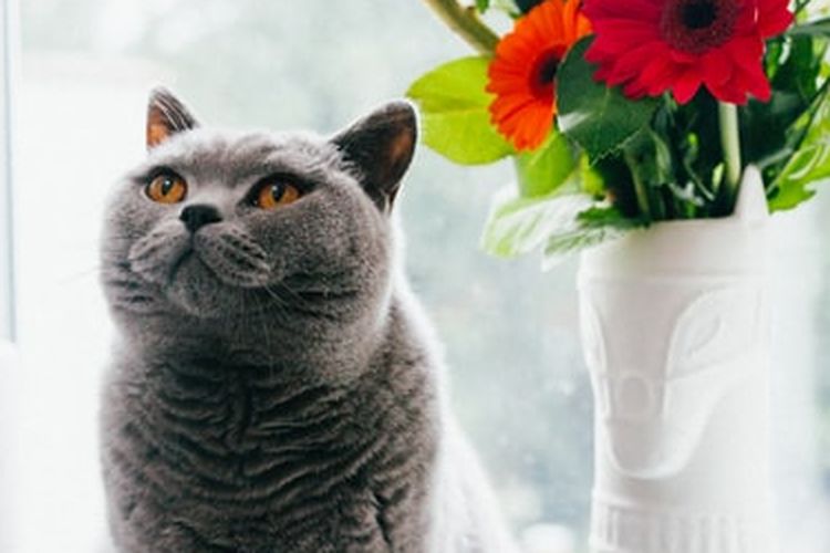 Mengenal Kucing British Shorthair Yang Dipelihara Gisella Anastasia