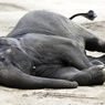 Seekor Gajah Sumatera Ditemukan Mati di Aceh Timur
