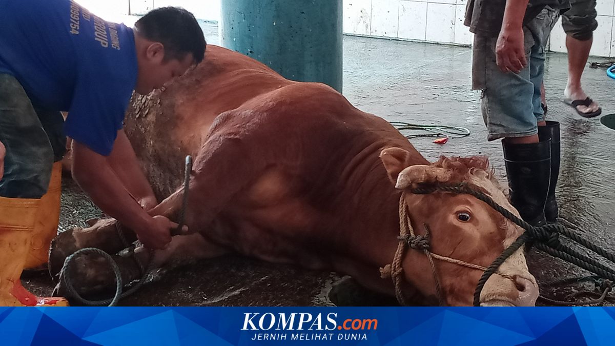Penjelasan Ahli UGM soal Sapi Menangis Sedih Saat Akan Disembelih